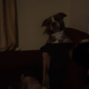 Meet your Posher, Ebin